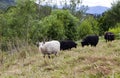 Sheep within a mob turn to check out the photographer Royalty Free Stock Photo