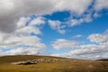 Sheep in the Mongolian Meadowland