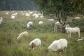 Sheep in moorland grassland meadow Royalty Free Stock Photo