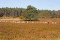 Sheep on the moors on Loenermark Royalty Free Stock Photo