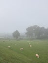 sheep in morning mist near grassy dike of river rhine in the netherlands