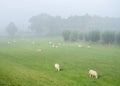 sheep in morning mist near trees and river rhine in the netherlands