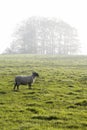 Sheep in morning mist