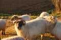 Sheep in the morning sunshine during golden hour. Grazing in nature.