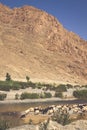 Sheep in morocco landscape