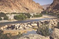 Sheep in morocco landscape