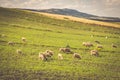 Sheep in morocco landscape