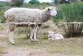 Sheep mother with her baby