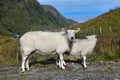 Sheep mother with lamb in Stadlandet, Norway