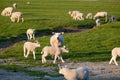 Sheep mother with lambs baby on pasture