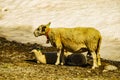 Sheep mother with lambs on meadow