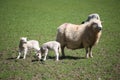 Sheep, mother and lambs during spring time in wales. Royalty Free Stock Photo