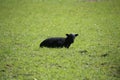 Sheep, mother and lambs during spring time in wales. Royalty Free Stock Photo