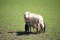 Sheep, mother and lambs during spring time in wales. Royalty Free Stock Photo