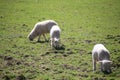 Sheep, mother and lambs during spring time in wales. Royalty Free Stock Photo
