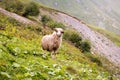 Sheep on a mountain farm on a cloudy day. Beautiful mountain landscape view Royalty Free Stock Photo