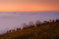 Sheep in the mountain at sunrise Royalty Free Stock Photo