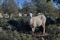 Sheep in the mountain in a olive tree forest Royalty Free Stock Photo