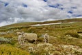 Sheep in mountain pasture, Rondane, Norway Royalty Free Stock Photo