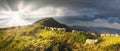 Sheep on a mountain pasture