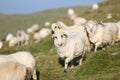 Sheep on mountain peaks Royalty Free Stock Photo