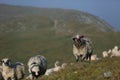 Sheep on mountain peaks Royalty Free Stock Photo