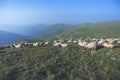 Sheep on mountain peaks Royalty Free Stock Photo