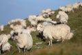 Sheep on mountain peaks Royalty Free Stock Photo