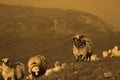 Sheep on mountain peaks Royalty Free Stock Photo