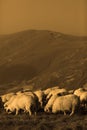 Sheep on mountain peaks Royalty Free Stock Photo