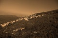 Sheep on mountain peaks Royalty Free Stock Photo