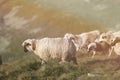 Sheep on mountain peaks, full portrait Royalty Free Stock Photo