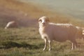 Sheep on mountain peaks, full portrait Royalty Free Stock Photo