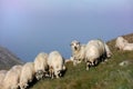 Sheep on mountain peaks, skyline landscape Royalty Free Stock Photo