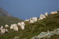 Sheep on mountain peaks, skyline landscape Royalty Free Stock Photo