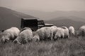 Sheep on mountain peaks, 4x4 vehicle Royalty Free Stock Photo