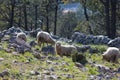 Sheep in a mountain