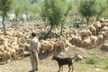 Sheep on the mountain.