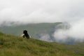 Sheep in the mountains