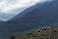 Sheep in the mountains on a cloudy day. Mountain landscape. Royalty Free Stock Photo