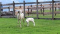 Sheep with lamb in a fence