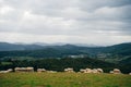 Sheep in the mountains of the Pyrenees France. Camino de santiago Royalty Free Stock Photo