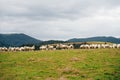 Sheep in the mountains of the Pyrenees France. Camino de santiago Royalty Free Stock Photo