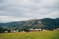 Sheep in the mountains of the Pyrenees France. Camino de santiago Royalty Free Stock Photo