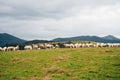 Sheep in the mountains of the Pyrenees France. Camino de santiago Royalty Free Stock Photo