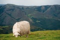 Sheep in the mountains of the Pyrenees France. Camino de santiago Royalty Free Stock Photo