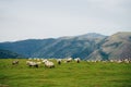 Sheep in the mountains of the Pyrenees France. Camino de santiago Royalty Free Stock Photo