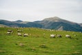 Sheep in the mountains of the Pyrenees France. Camino de santiago Royalty Free Stock Photo