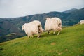 Sheep in the mountains of the Pyrenees France. Camino de santiago Royalty Free Stock Photo