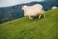 Sheep in the mountains of the Pyrenees France. Camino de santiago Royalty Free Stock Photo